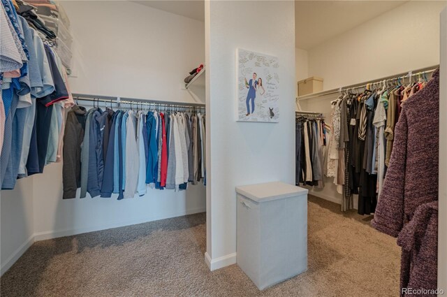 walk in closet with carpet flooring