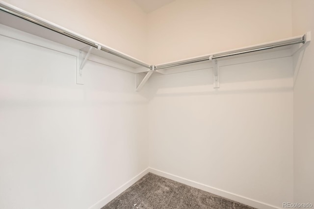 spacious closet featuring carpet floors