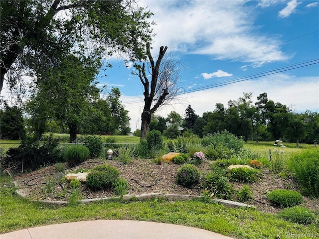 8211 Rocky Mountain Dr, Lakewood, CO 80214 - view of yard