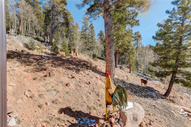 11450 Marks Dr, Conifer, CO 80433 - view of yard