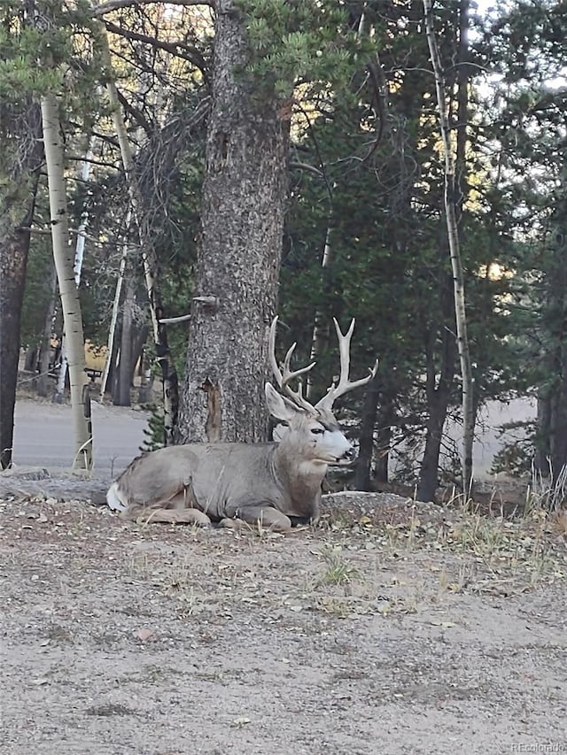 31320 Timothys Trl, Conifer, CO 80433 - photo 44