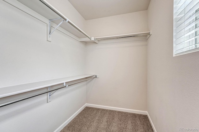 spacious closet featuring carpet flooring