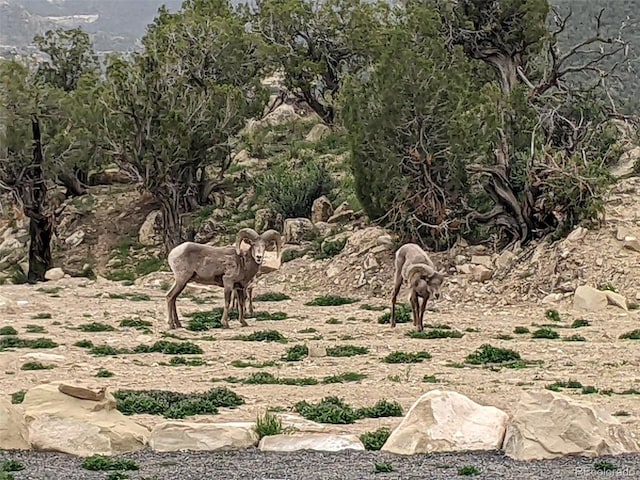 view of local wilderness