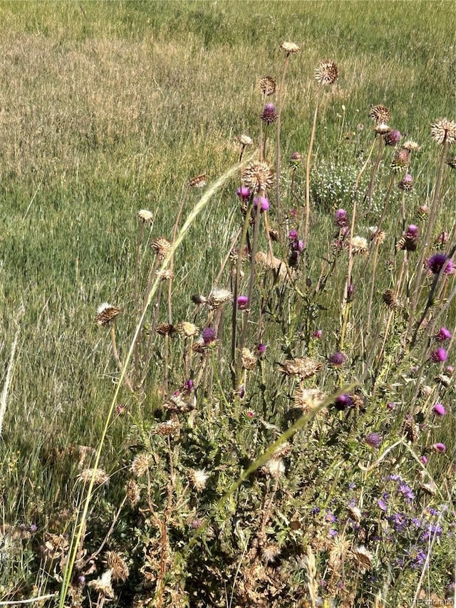 S 1st St, Cripple Creek, CO 80813