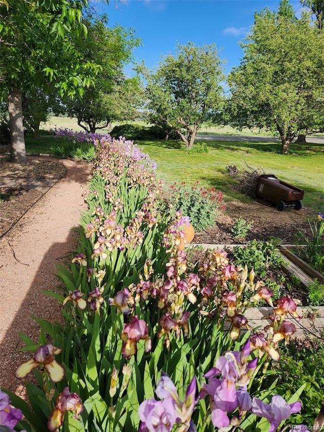 1069 Crestmoor Dr, Boulder, CO 80303 - view of yard