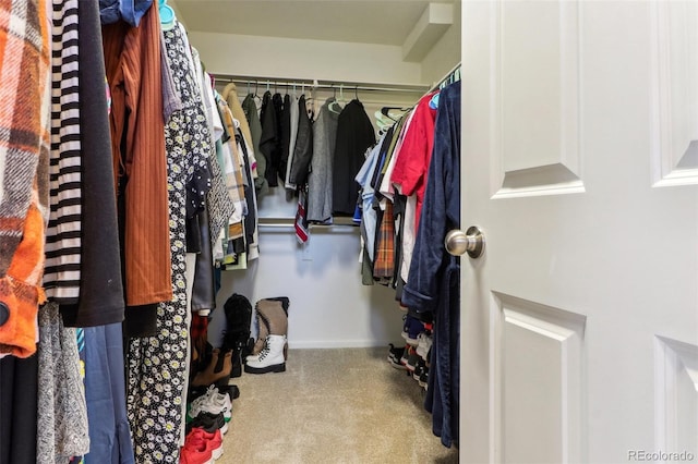 spacious closet featuring carpet flooring