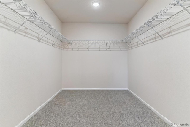 walk in closet featuring carpet floors