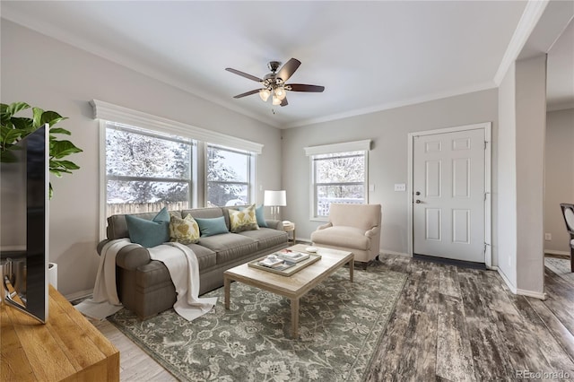 living room with ceiling fan, crown molding, and dark wood-type flooring