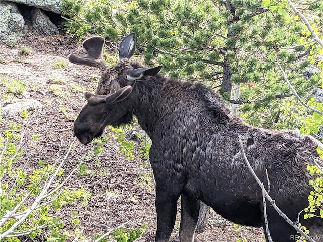 Rock Lake Rd, Ward, CO 80481 - photo 5