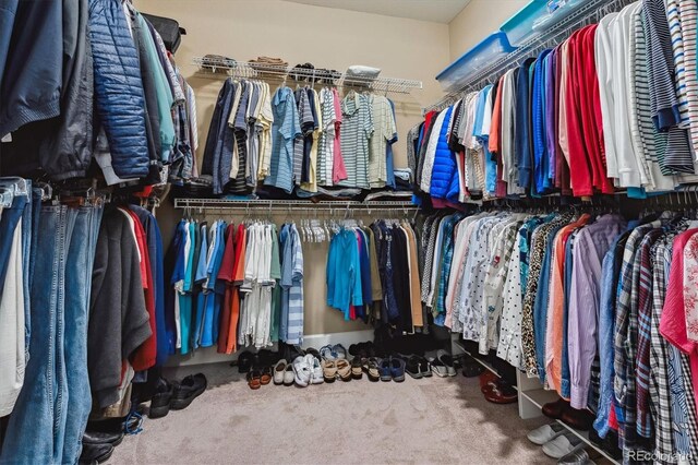 spacious closet featuring carpet floors