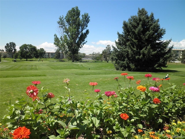 view of community featuring view of golf course and a yard