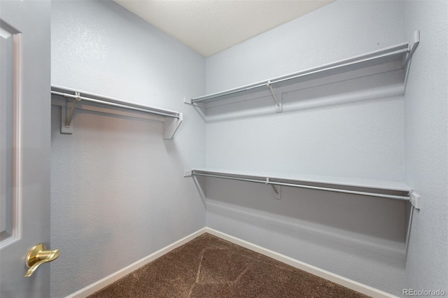 walk in closet with carpet flooring