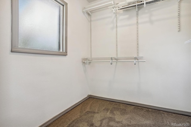 walk in closet with carpet flooring