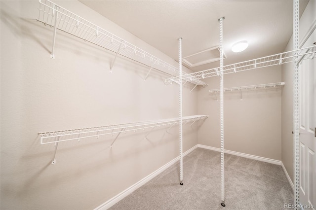 walk in closet with carpet flooring