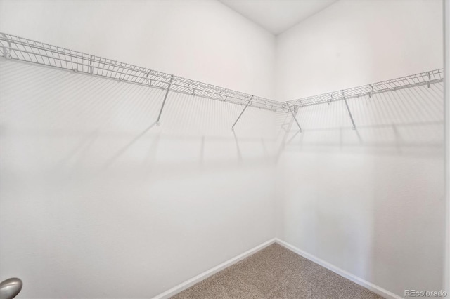 spacious closet featuring carpet flooring