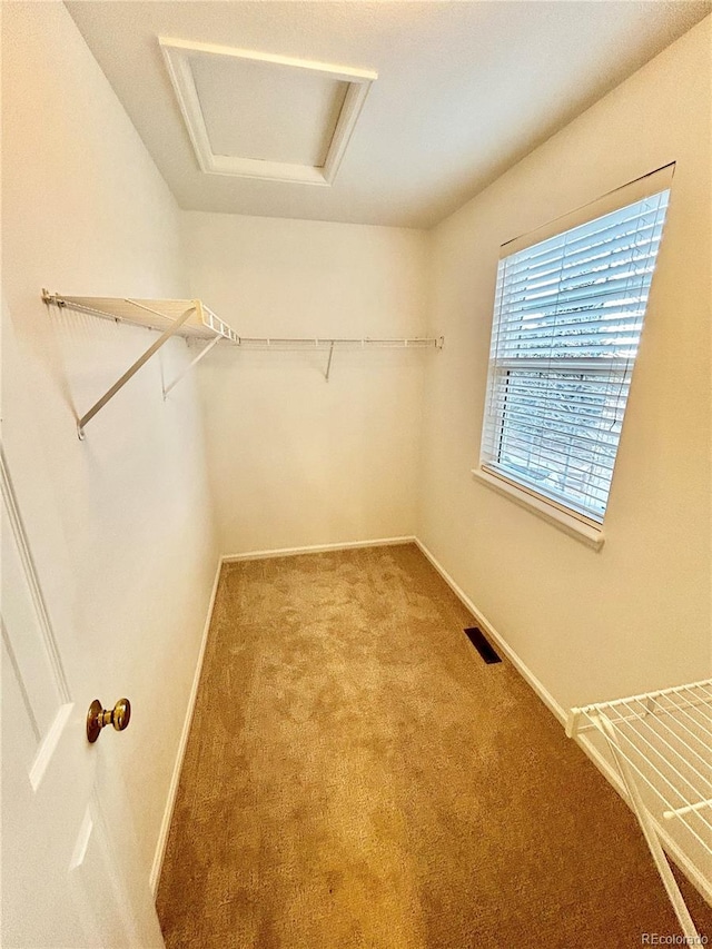 walk in closet with carpet floors