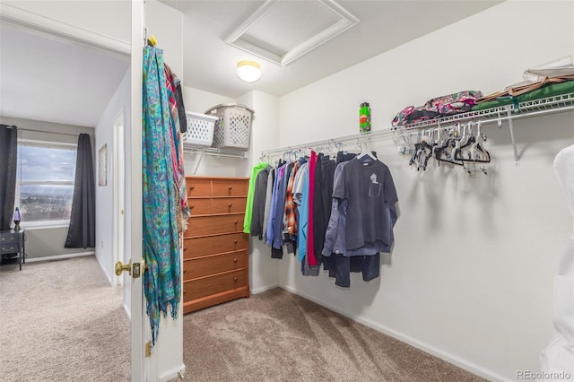 walk in closet with attic access and carpet