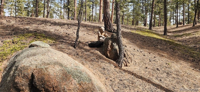 view of local wilderness