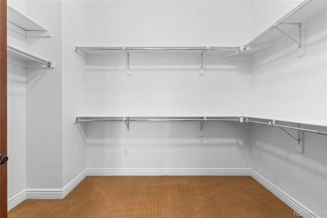 spacious closet featuring carpet