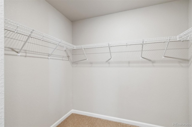 walk in closet with carpet