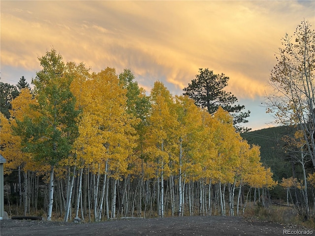 597 Pine Glade Rd, Nederland, CO 80466 - view of nature at dusk