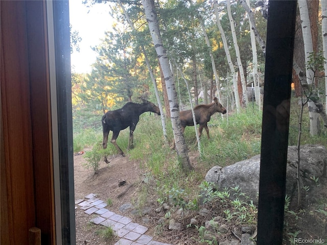 597 Pine Glade Rd, Nederland, CO 80466 - detailed view