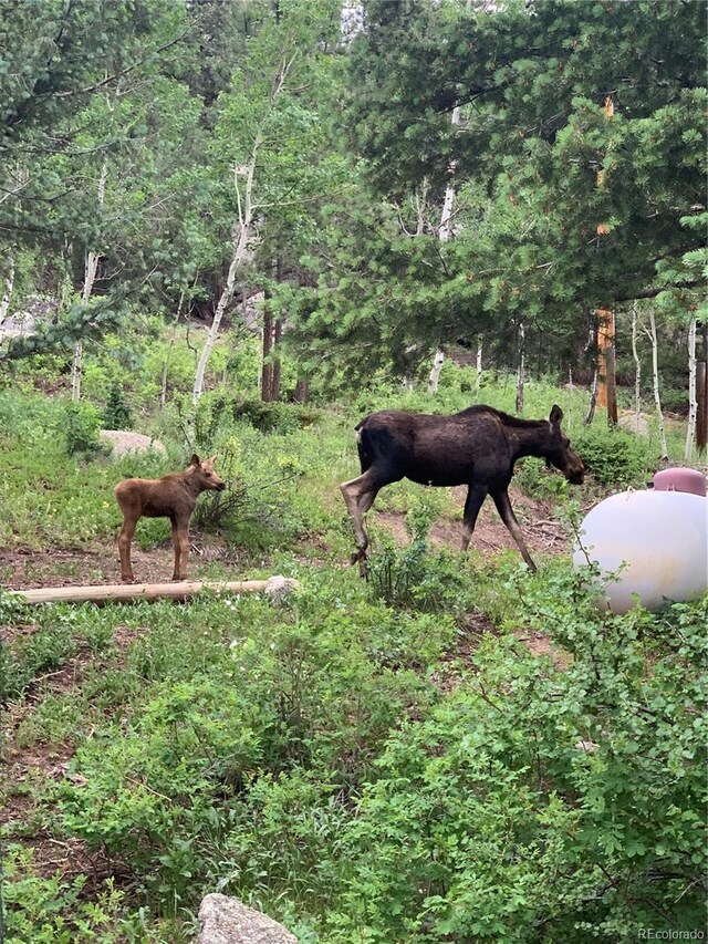 597 Pine Glade Rd, Nederland, CO 80466 - view of yard