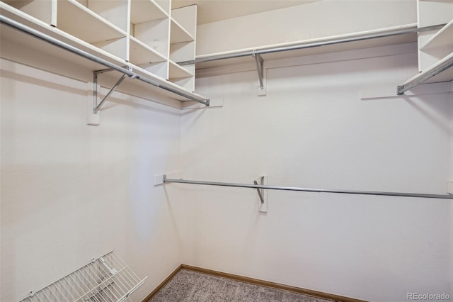 spacious closet featuring carpet flooring