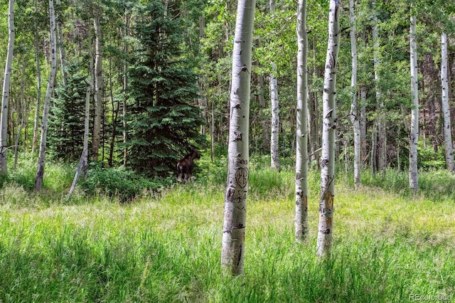 306 Olde Carter Lake Rd, Golden, CO 80403 - photo 5