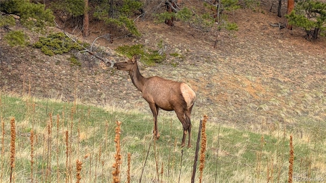 000 Turkey Gulch Rd, Idaho Springs, CO 80452