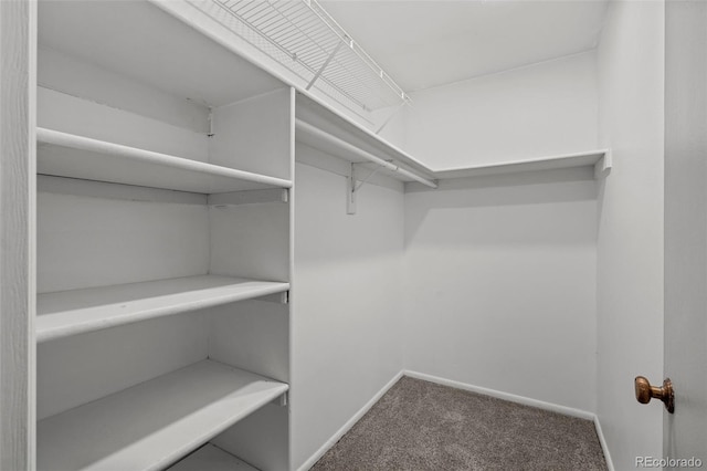 spacious closet featuring carpet