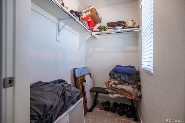 920 William Way, Brighton, CO 80603 - walk in closet featuring carpet floors