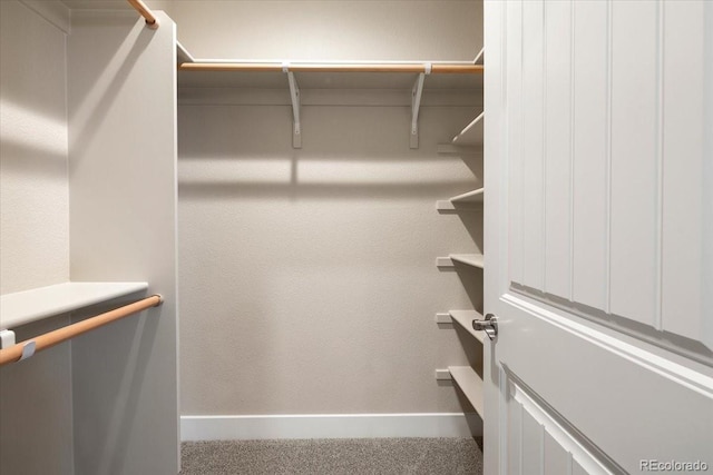 walk in closet featuring carpet flooring