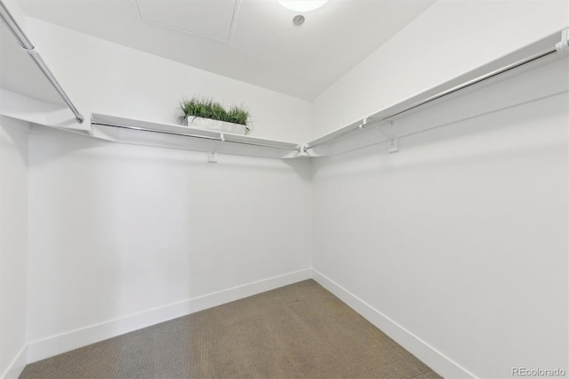 spacious closet featuring carpet