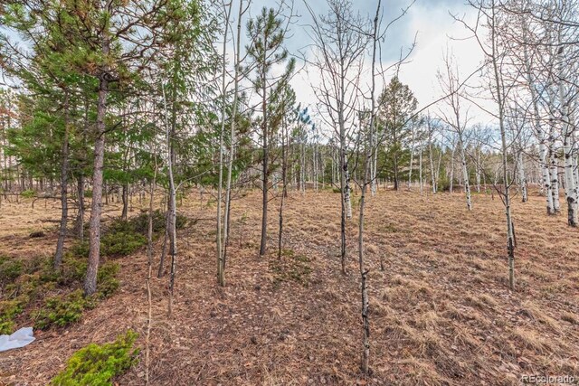 1290 Firestone Dr, Woodland Park, CO 80863 - photo 6