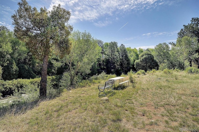 27665 County Road 313 Unit 11, Buena Vista, CO 81211 - view of tree filled area
