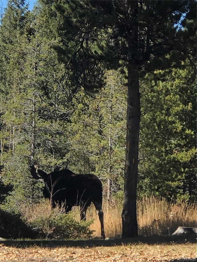 view of local wilderness with a forest view