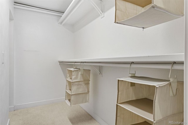 spacious closet featuring carpet flooring