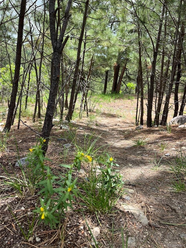 1972 Gold Camp Way, Franktown, CO 80116 - photo 8