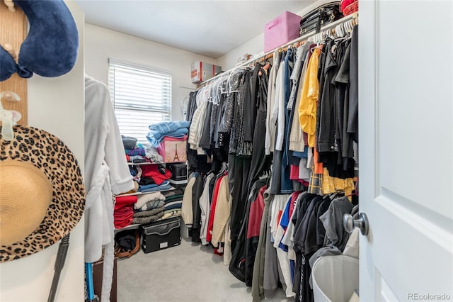 walk in closet with carpet flooring