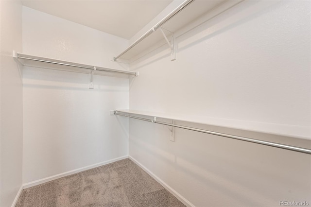 spacious closet featuring carpet