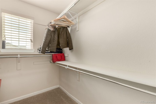 walk in closet with carpet flooring