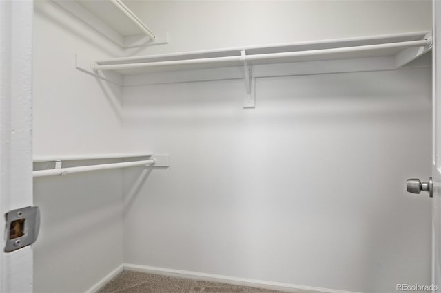 walk in closet featuring carpet