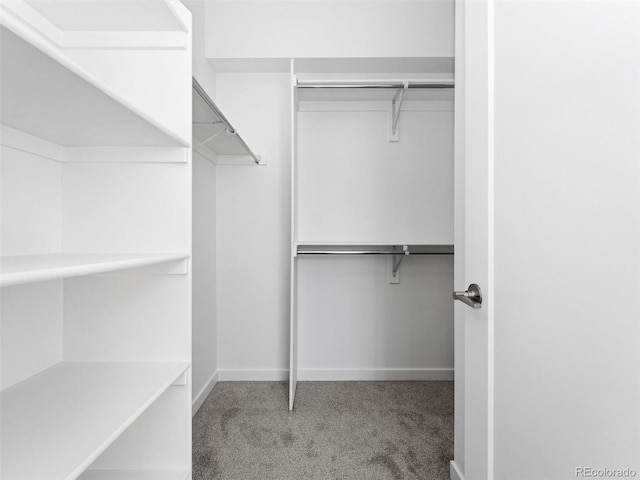 walk in closet featuring carpet floors