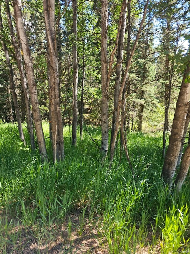 1164 Arapahoe Creek Trl, Florissant, CO 80816 - photo 18