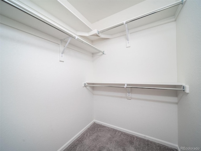 spacious closet featuring carpet