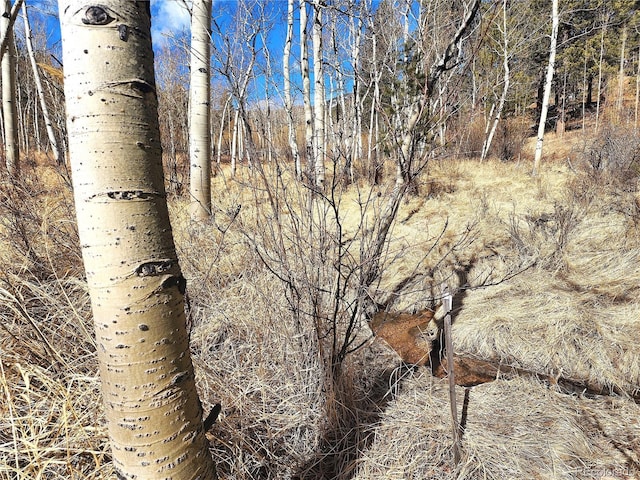 144 Gray St, Bailey, CO 80421