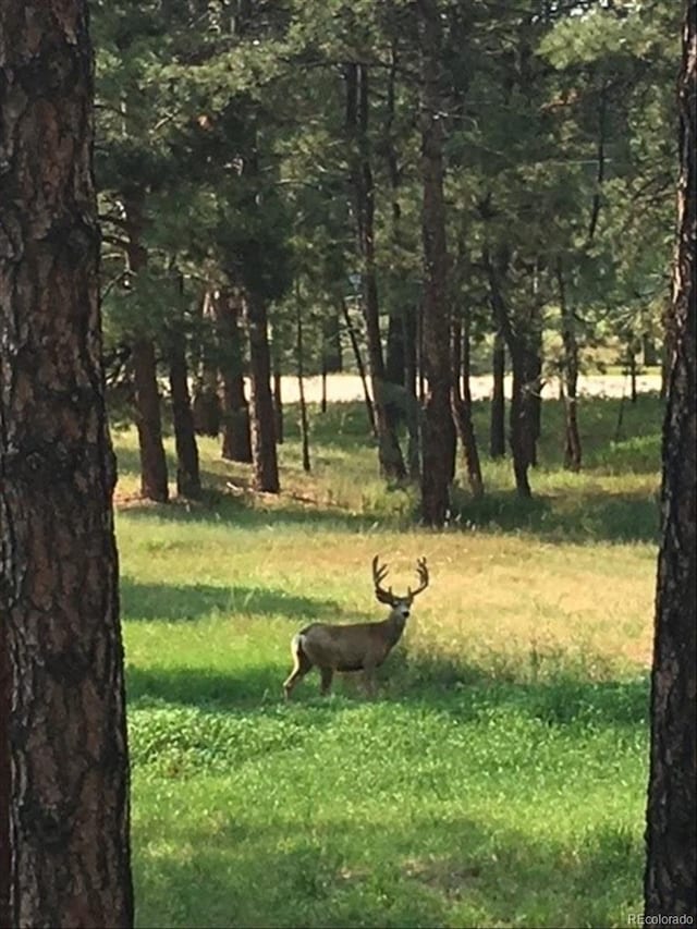 5030 Cedar Way, Elizabeth, CO 80107 - view of green lawn