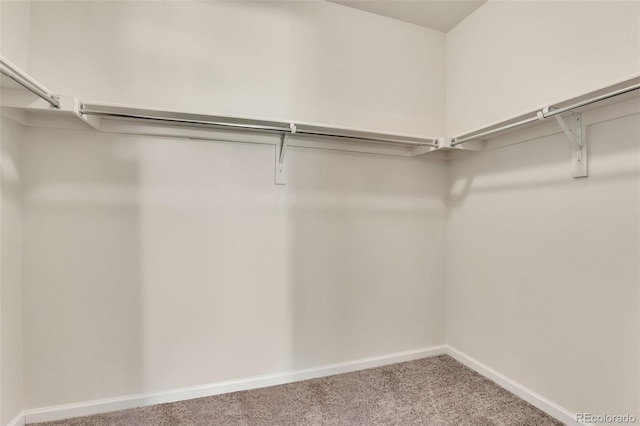 walk in closet featuring carpet flooring