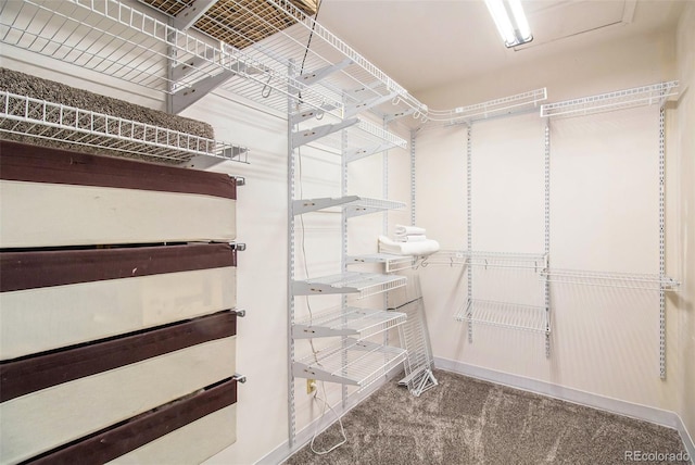 spacious closet featuring carpet